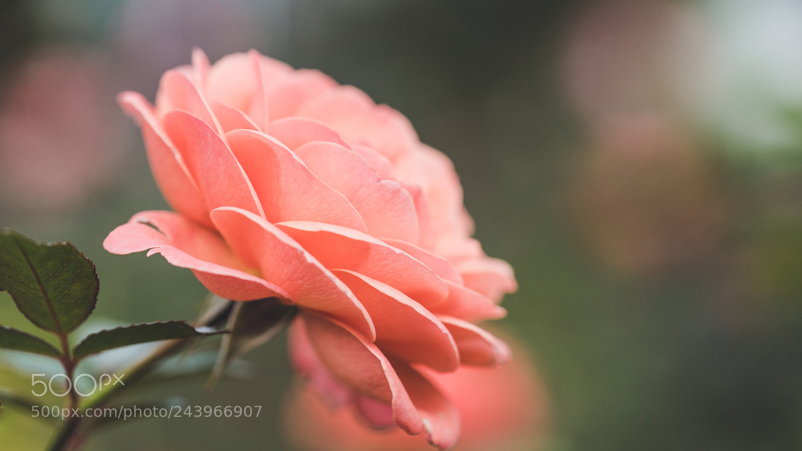 Sony a7 II sample photo. Rose photography