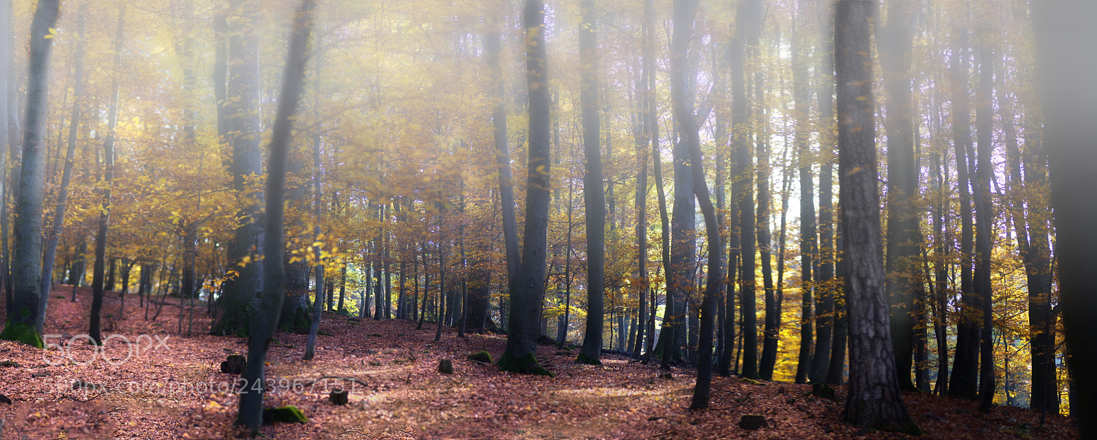 Pentax K-5 II sample photo. Buchenwald photography