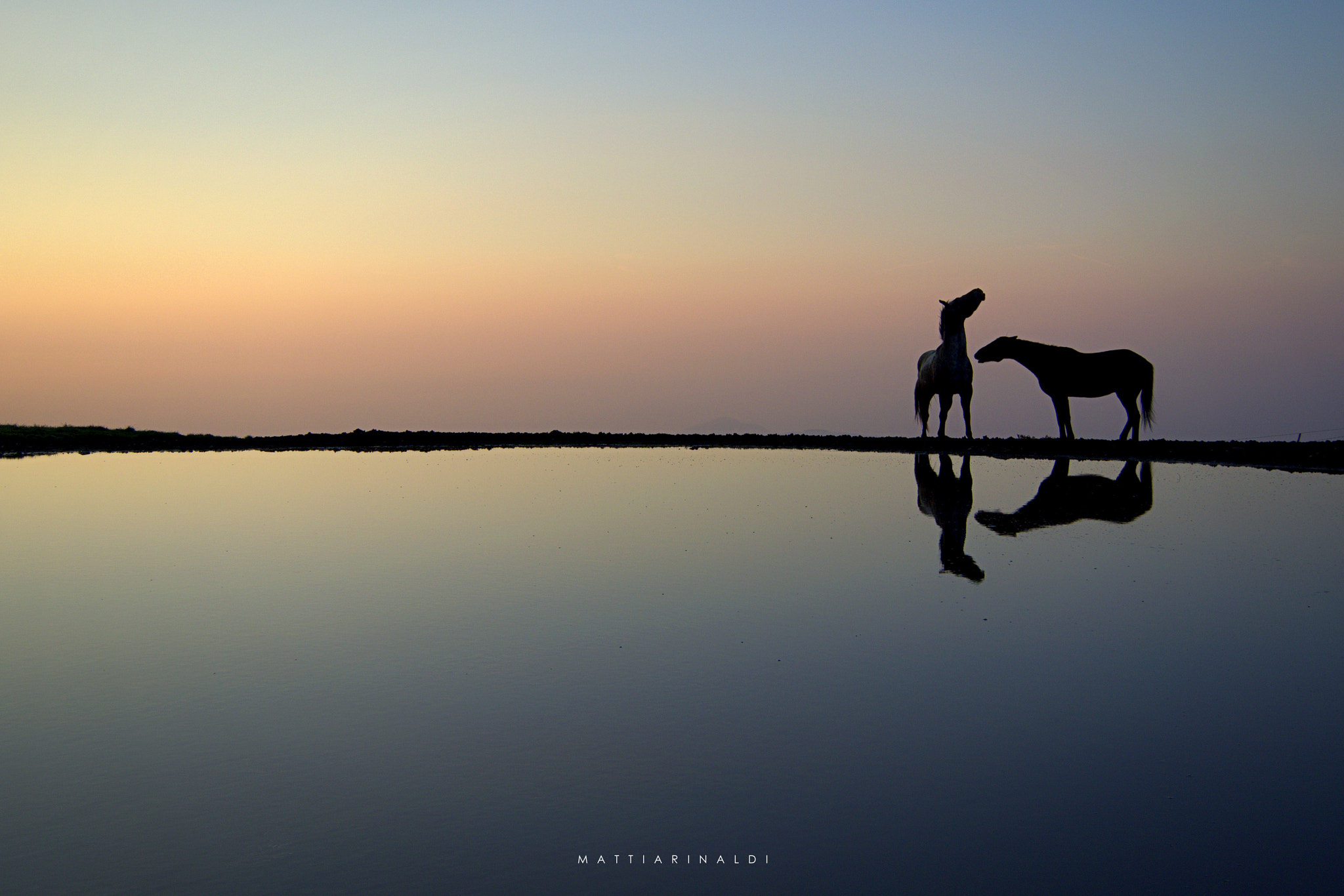 Nikon 1 J2 sample photo. Horse photography