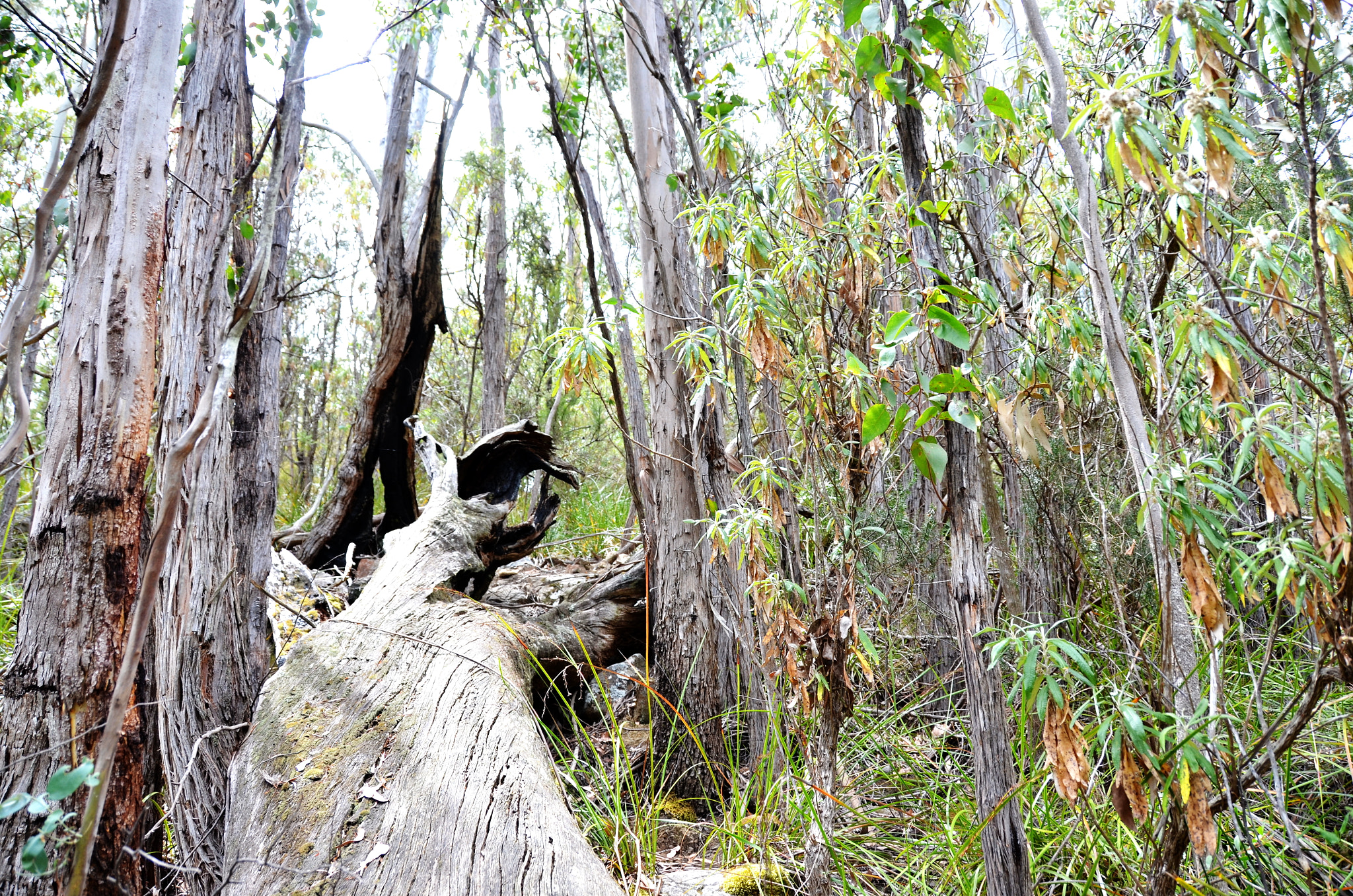 Nikon D5100 sample photo. Wild forest photography