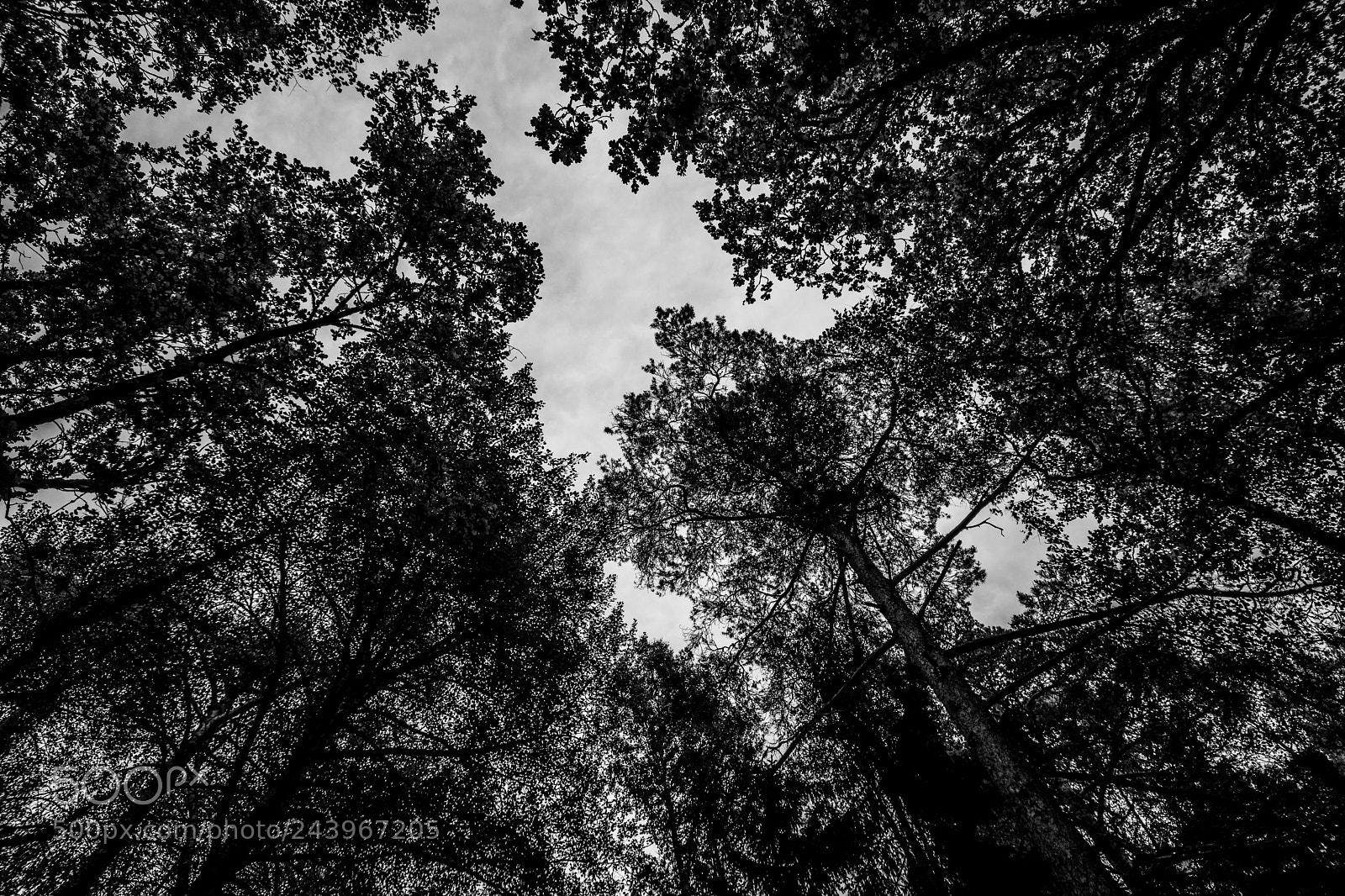 Nikon D7200 sample photo. Black forest photography