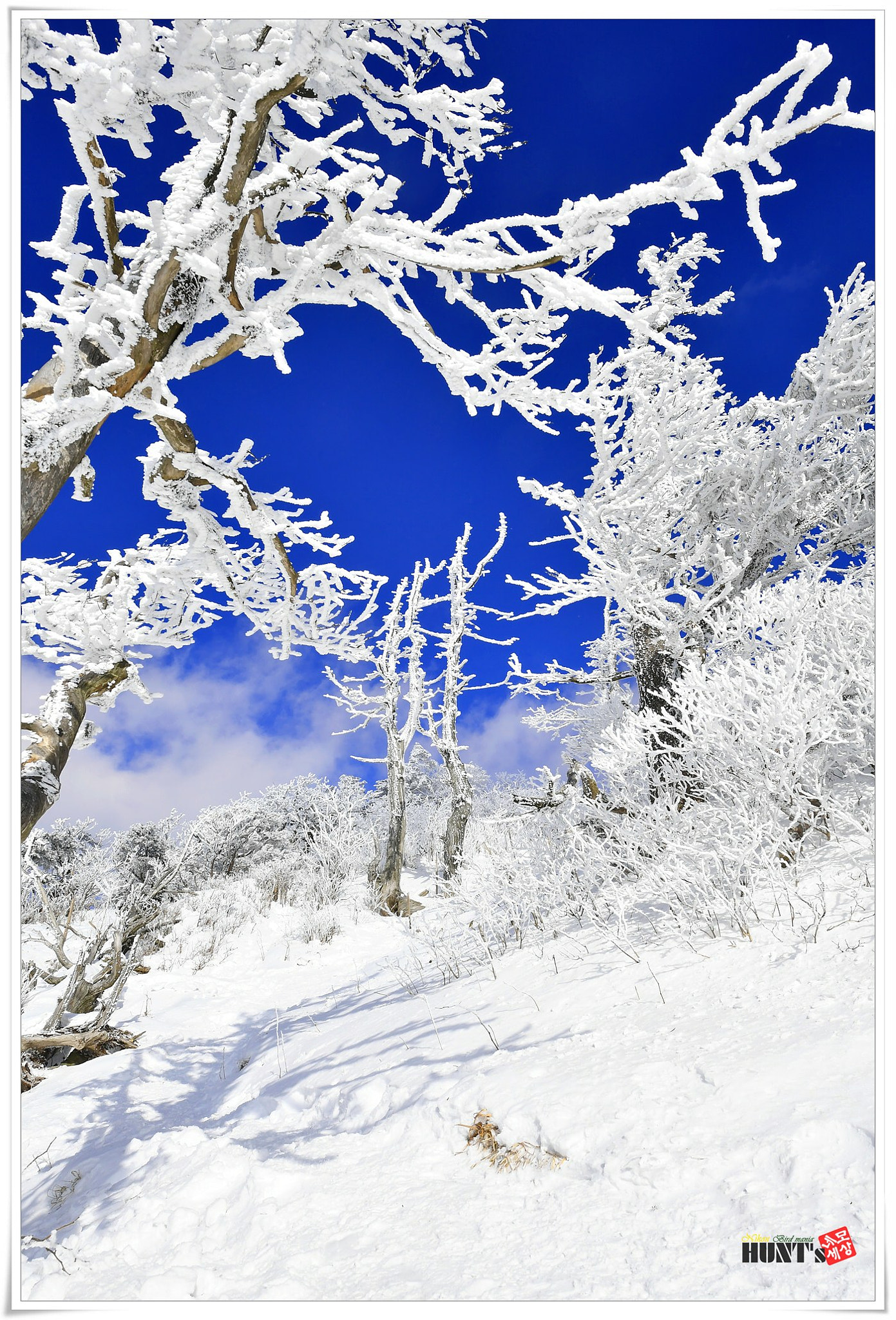 Nikon AF-S Nikkor 14-24mm F2.8G ED sample photo. Korea winter photography