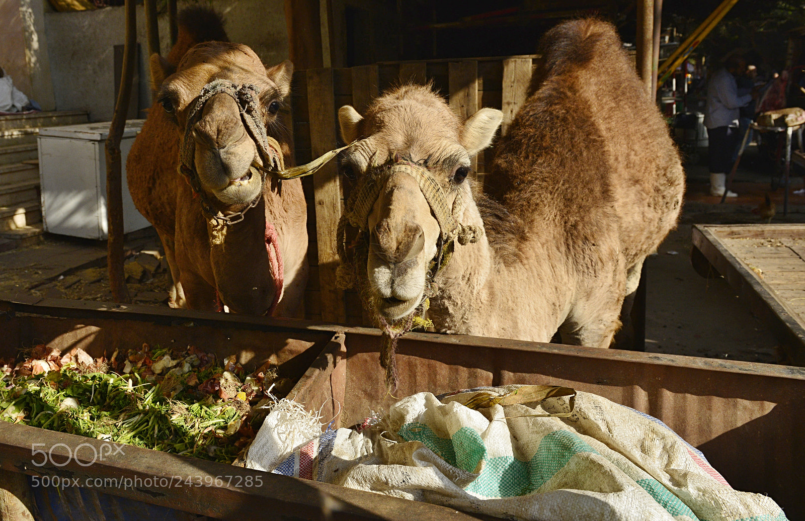 Nikon D800 sample photo. Camels photography