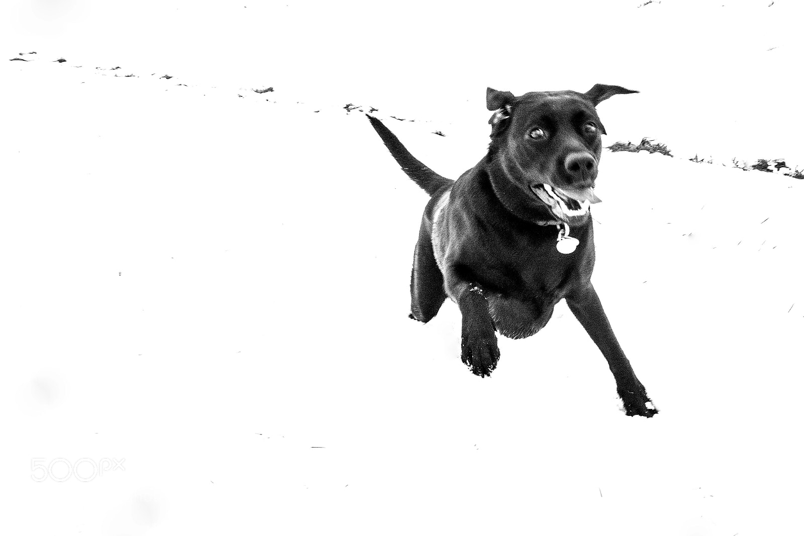 Sony Cyber-shot DSC-RX100 sample photo. Challenge animals photography