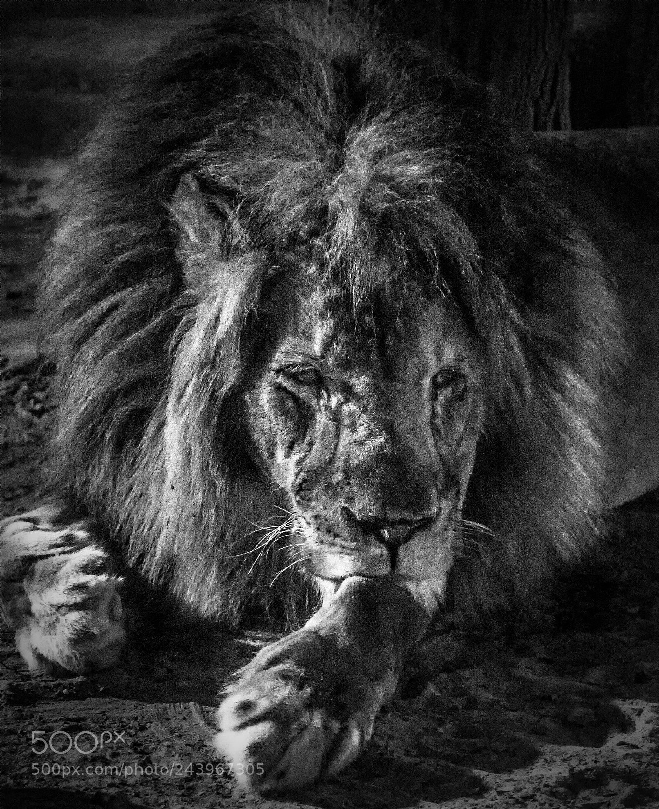 Nikon D7100 sample photo. Jan zoo lion b photography