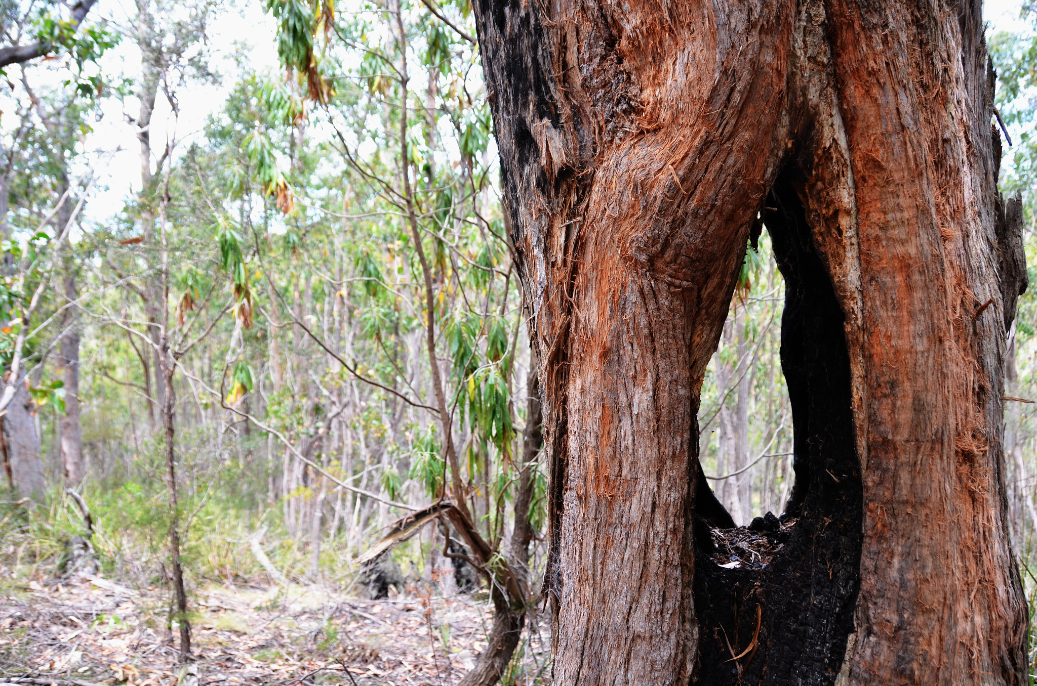 Nikon D5100 sample photo. Wild forest trees photography