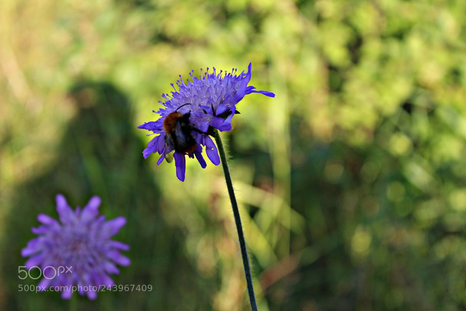 Canon EOS 1200D (EOS Rebel T5 / EOS Kiss X70 / EOS Hi) sample photo. Untitled photography