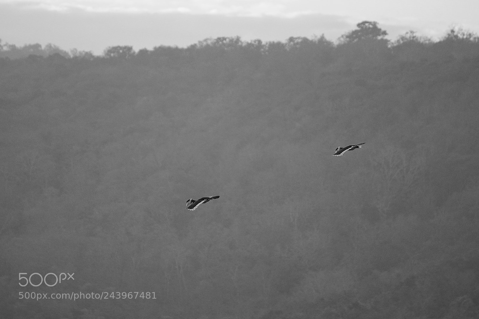 Sony SLT-A65 (SLT-A65V) sample photo. Airborne malabar pied hornbills photography