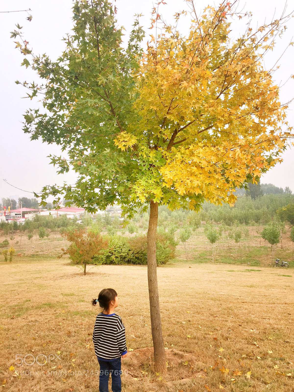 Apple iPhone 6 sample photo. “妈妈，为什么树叶一半绿一半黄” photography