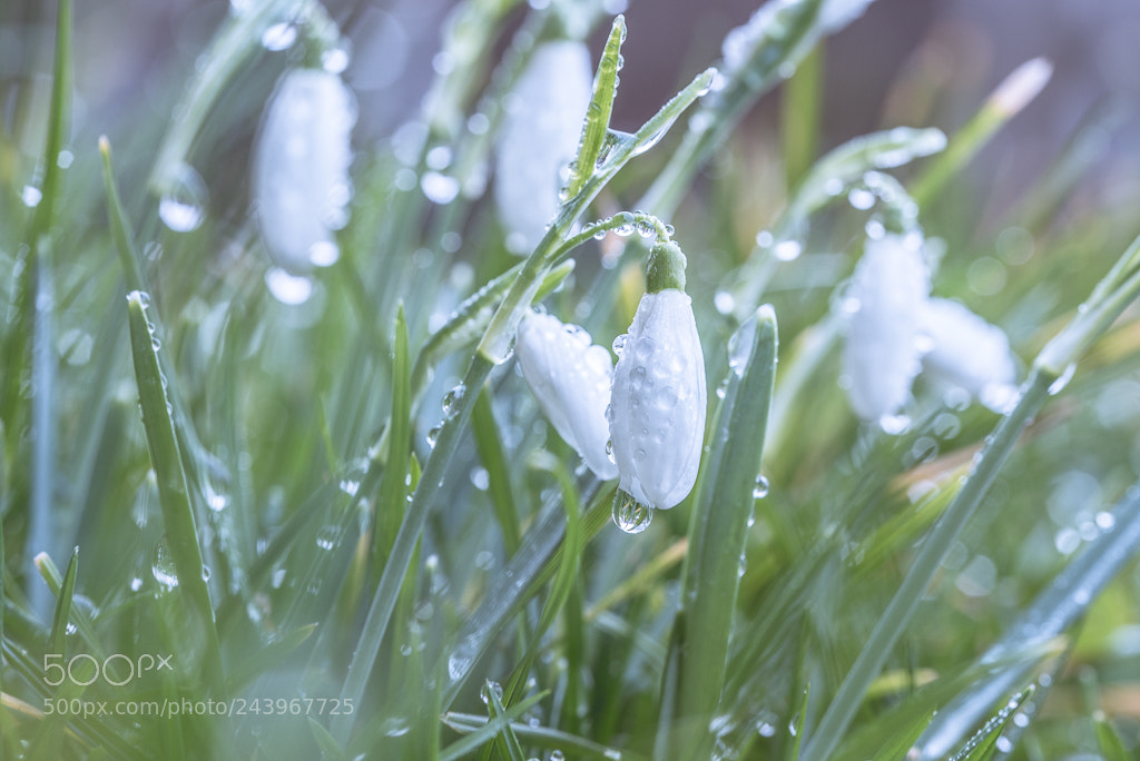 Nikon D750 sample photo. Perce neige - 4 - photography