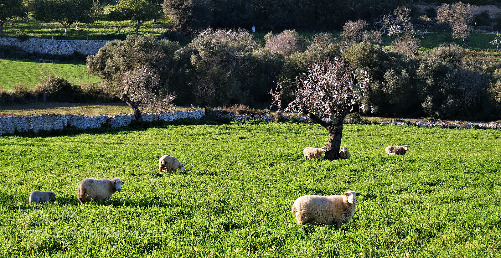 Panasonic Lumix DC-GH5 sample photo. Sheeps and the almond photography