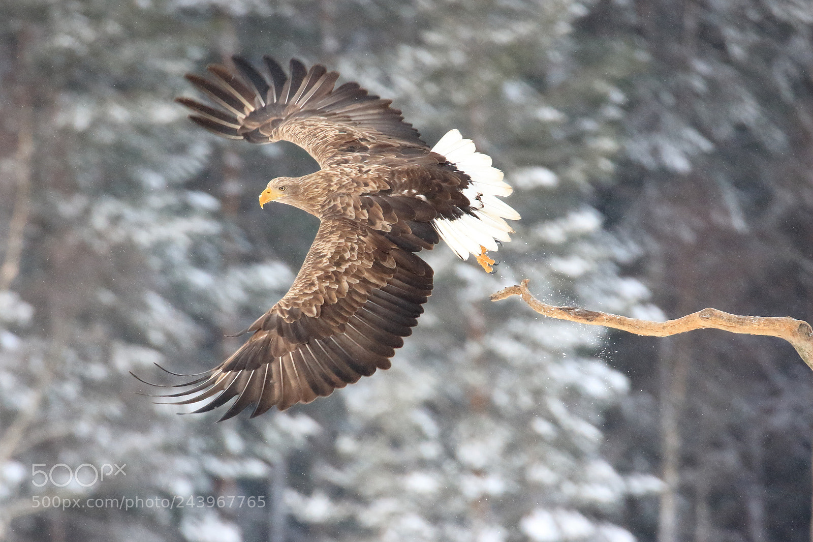 Canon EOS 7D Mark II sample photo. A snowy day in photography