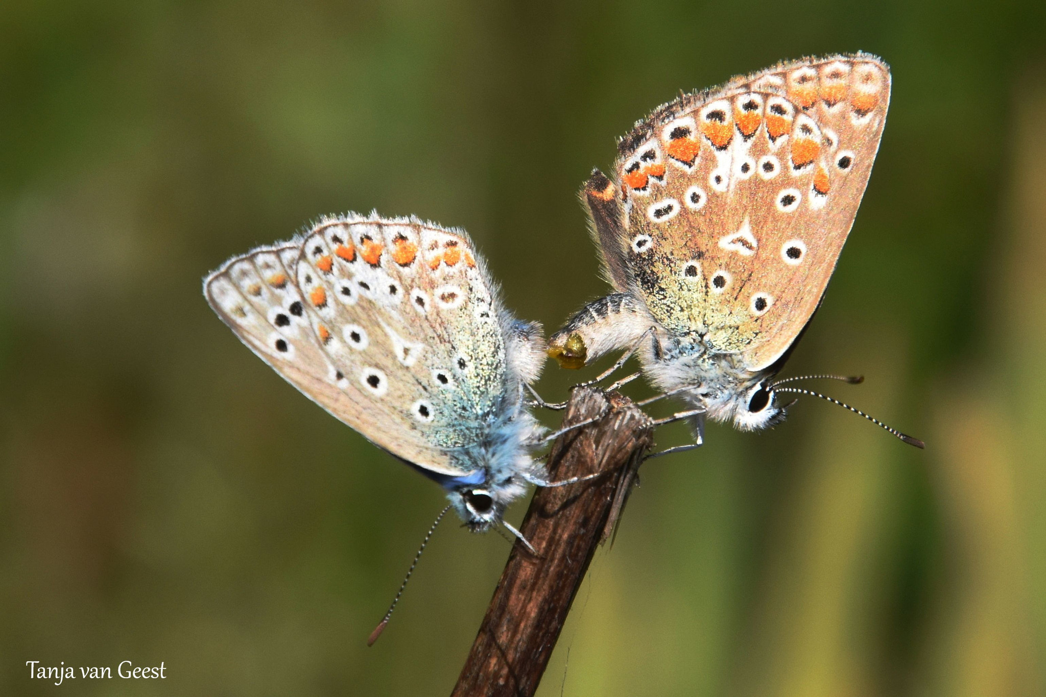 Nikon D5500 sample photo. Common blue butterfly mating photography