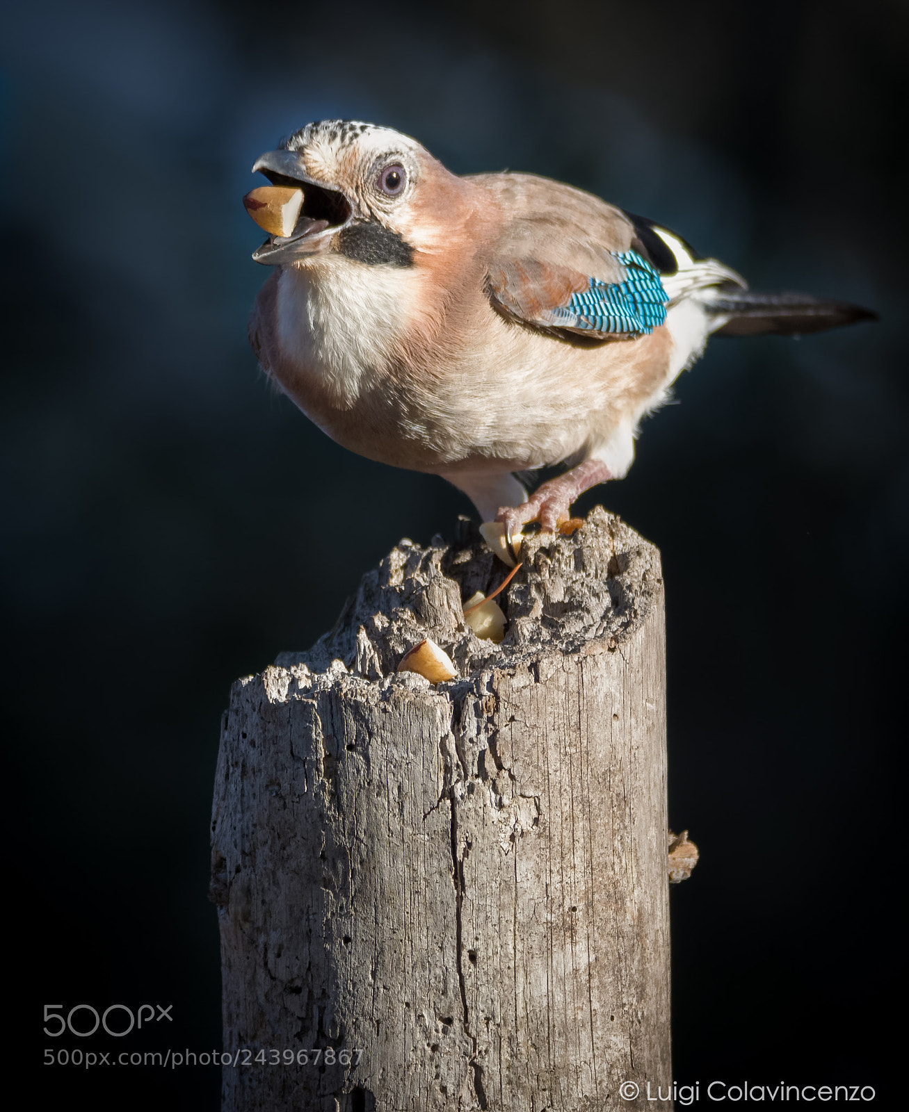 Nikon D7100 sample photo. Jaybird photography