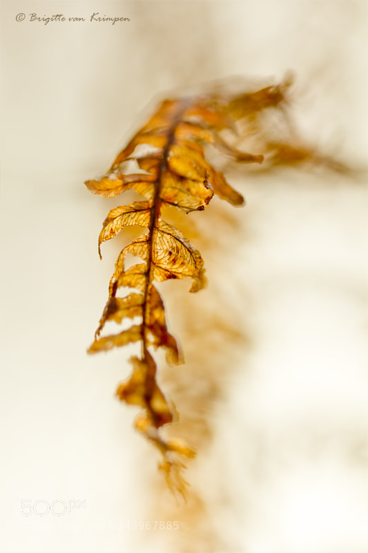 Canon EOS 60D sample photo. Golden glory photography