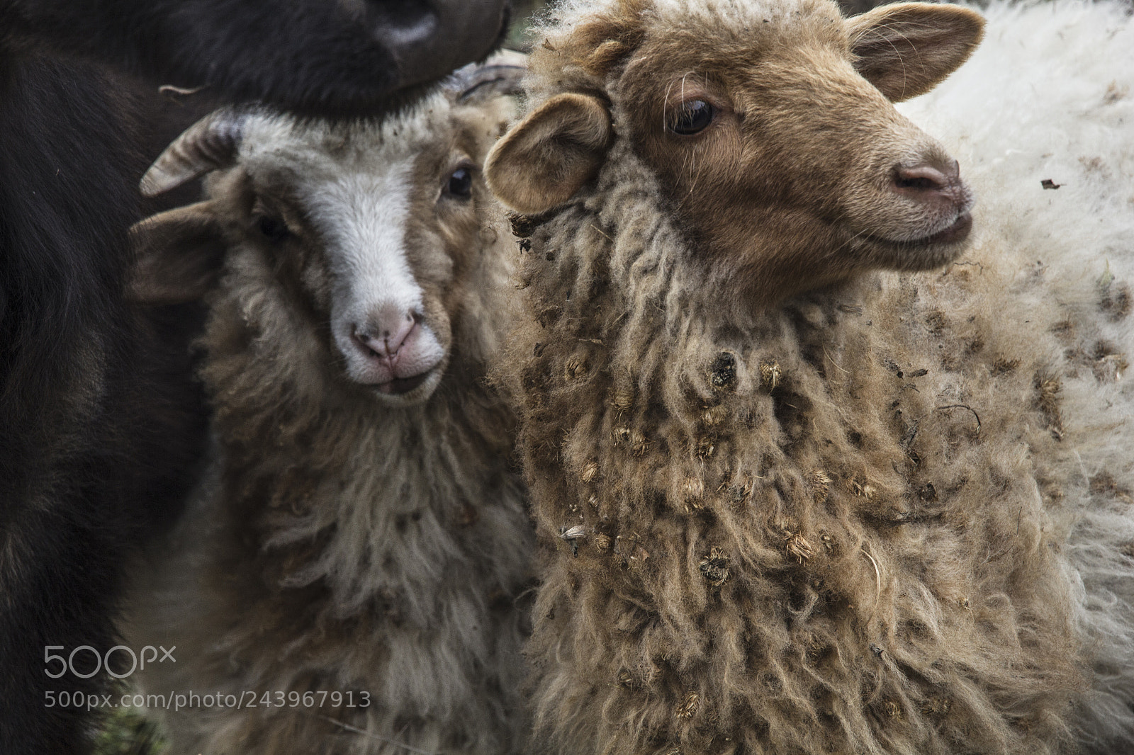 Canon EOS 60D sample photo. Mountain's sheeps photography