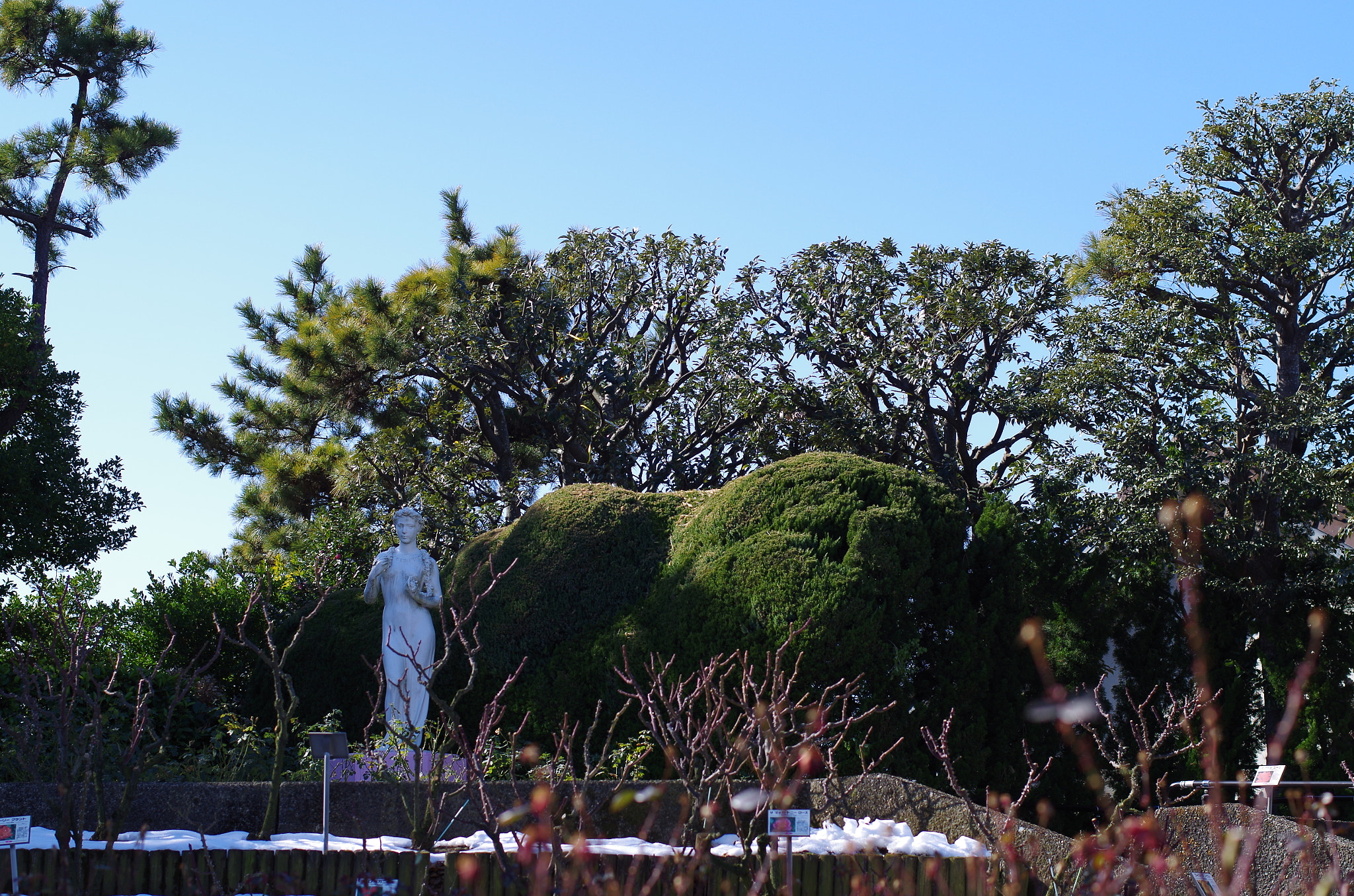 Pentax K-30 + Pentax smc DA* 55mm F1.4 SDM sample photo. 冬の薔薇園(谷津ばら園) photography