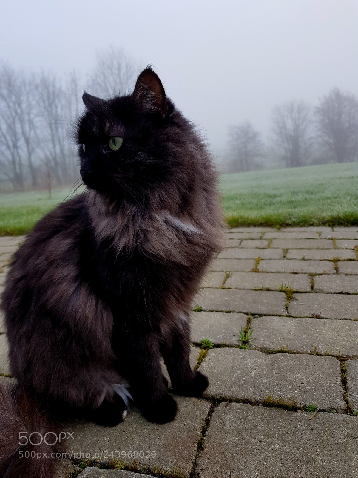 Samsung Galaxy S8 sample photo. Cleo photography
