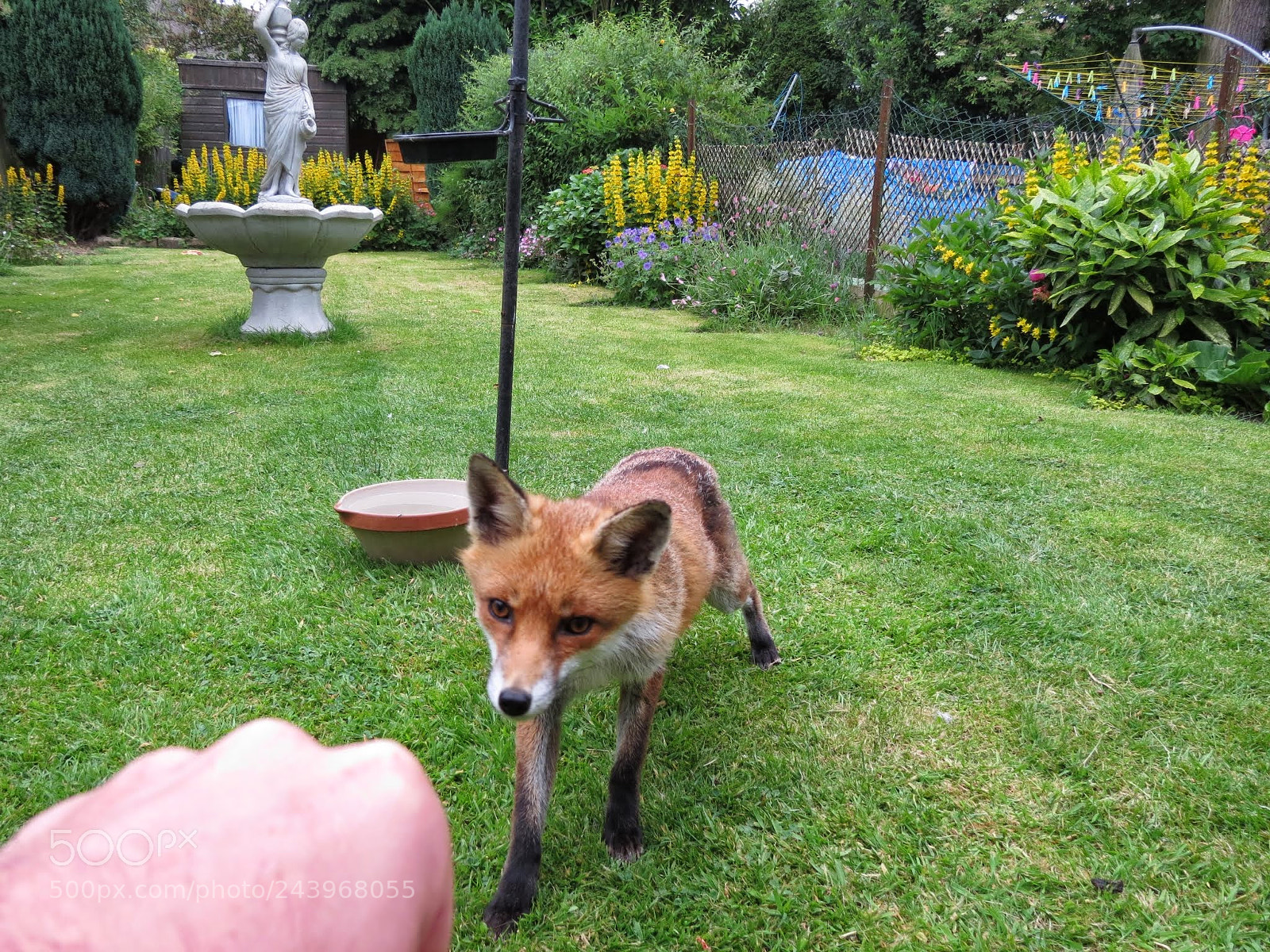 Canon PowerShot SX40 HS sample photo. Training fox to trust photography