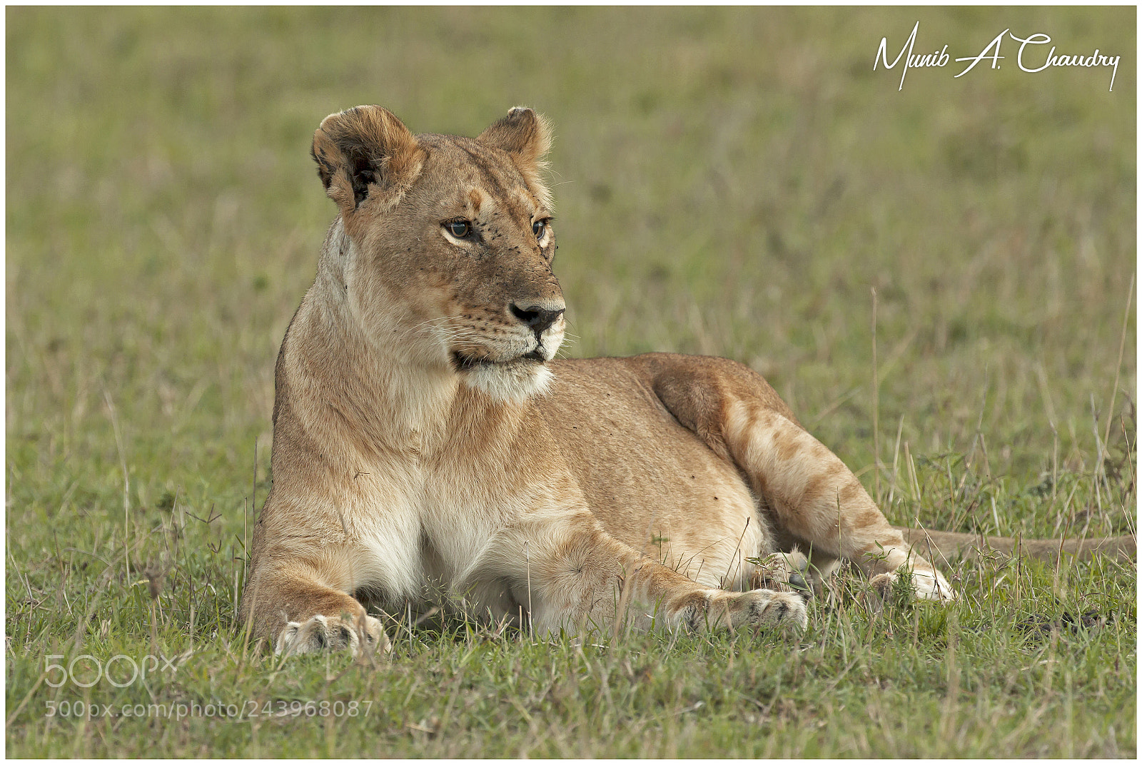 Canon EOS-1D Mark IV sample photo. Her highness the queen! photography