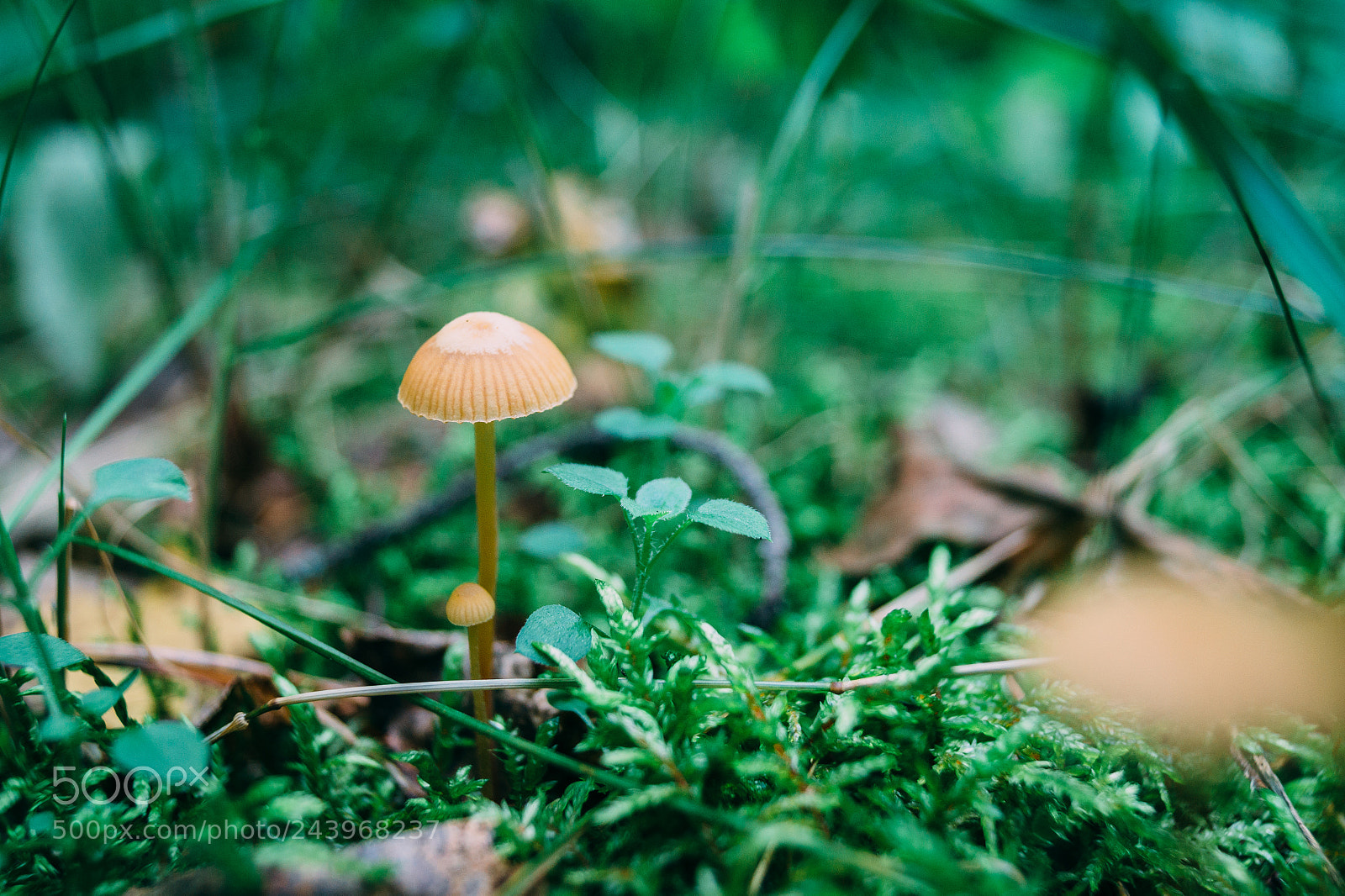 Sony SLT-A58 sample photo. Little mushroom photography