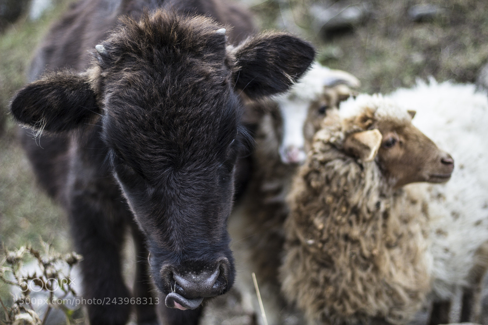 Canon EOS 60D sample photo. Rural animals high in photography