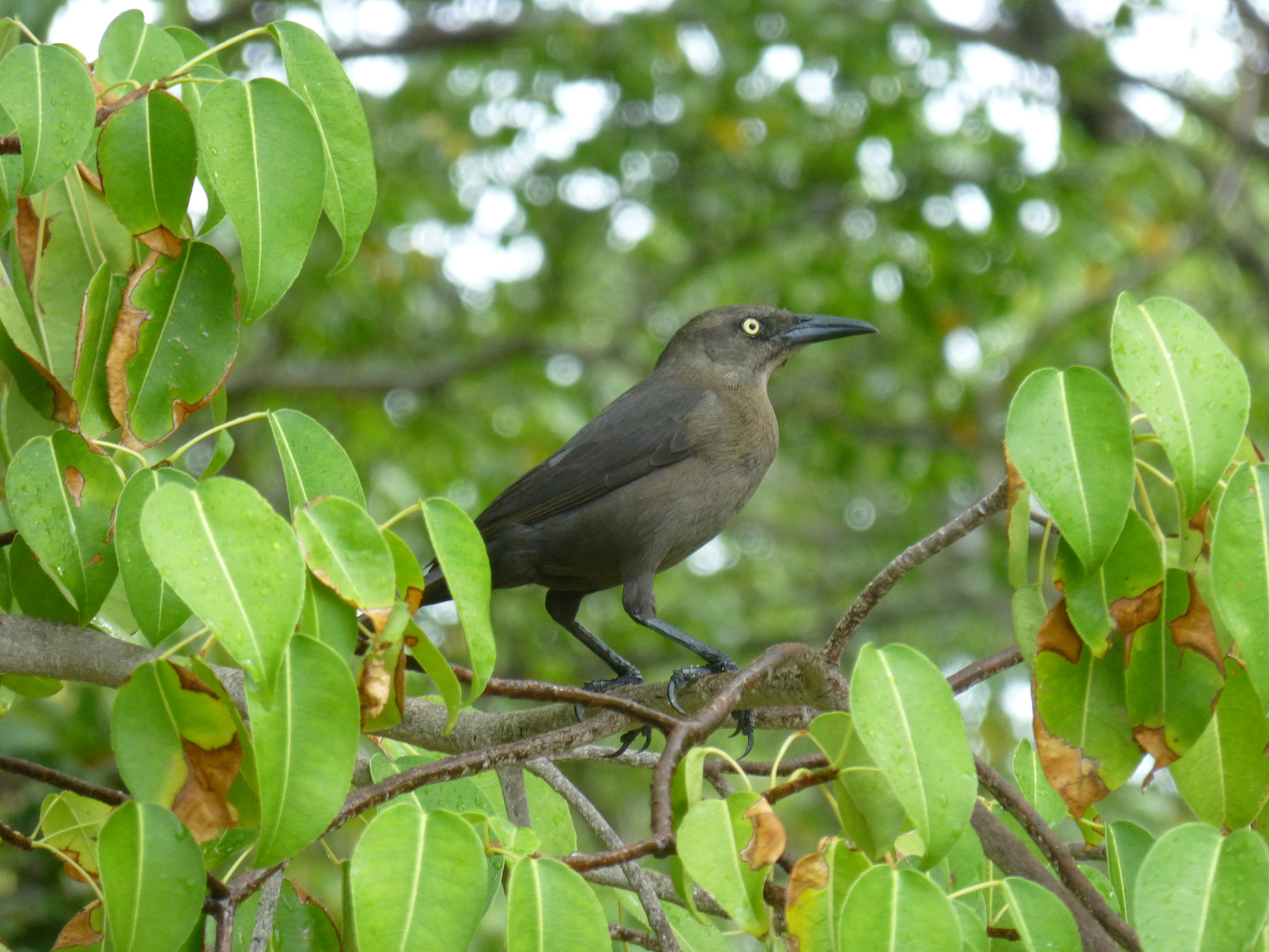 Panasonic Lumix DMC-ZS20 (Lumix DMC-TZ30) sample photo. Female grackle photography