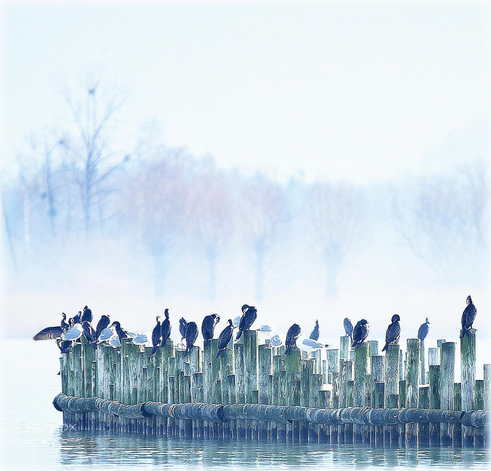 Nikon D810 sample photo. "cormoran-colony" photography