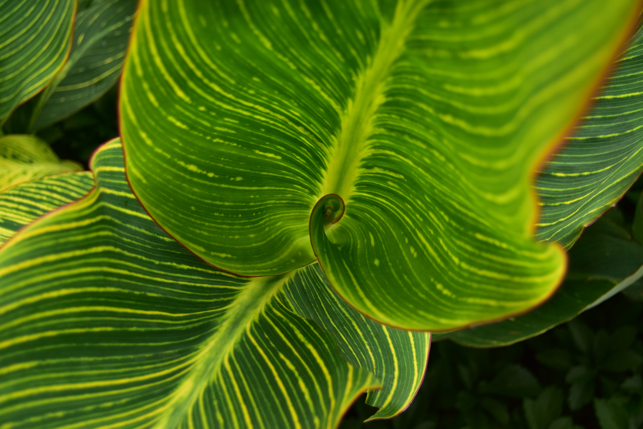 Nikon D5500 sample photo. Close up to chinese garden, dunedin, new zealand photography
