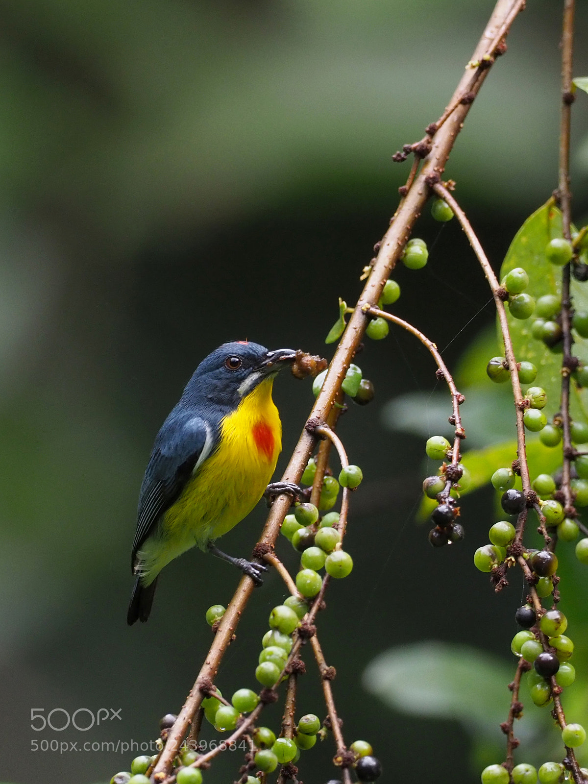 Olympus OM-D E-M1 Mark II sample photo. Crimson-breasted flowerpecker photography