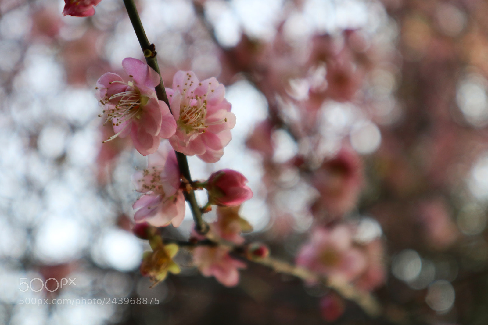 Canon EOS M100 sample photo. 遥知不是雪 photography
