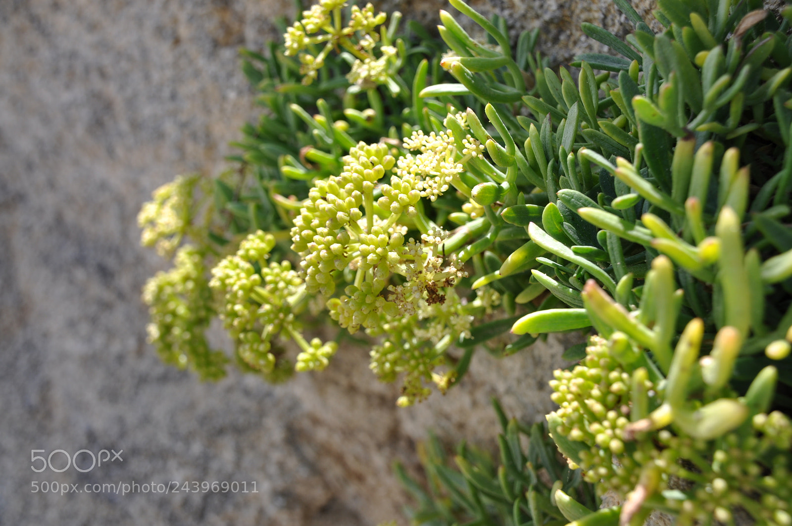 Nikon D90 sample photo. Rock plant photography