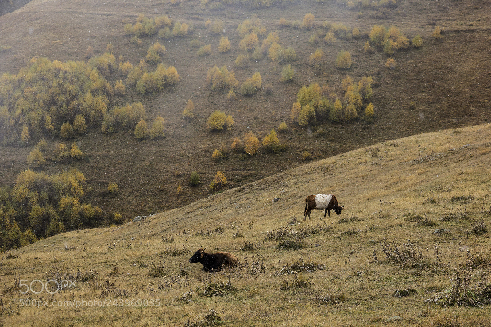 Canon EOS 60D sample photo. Autumn in kazbegi mountains photography
