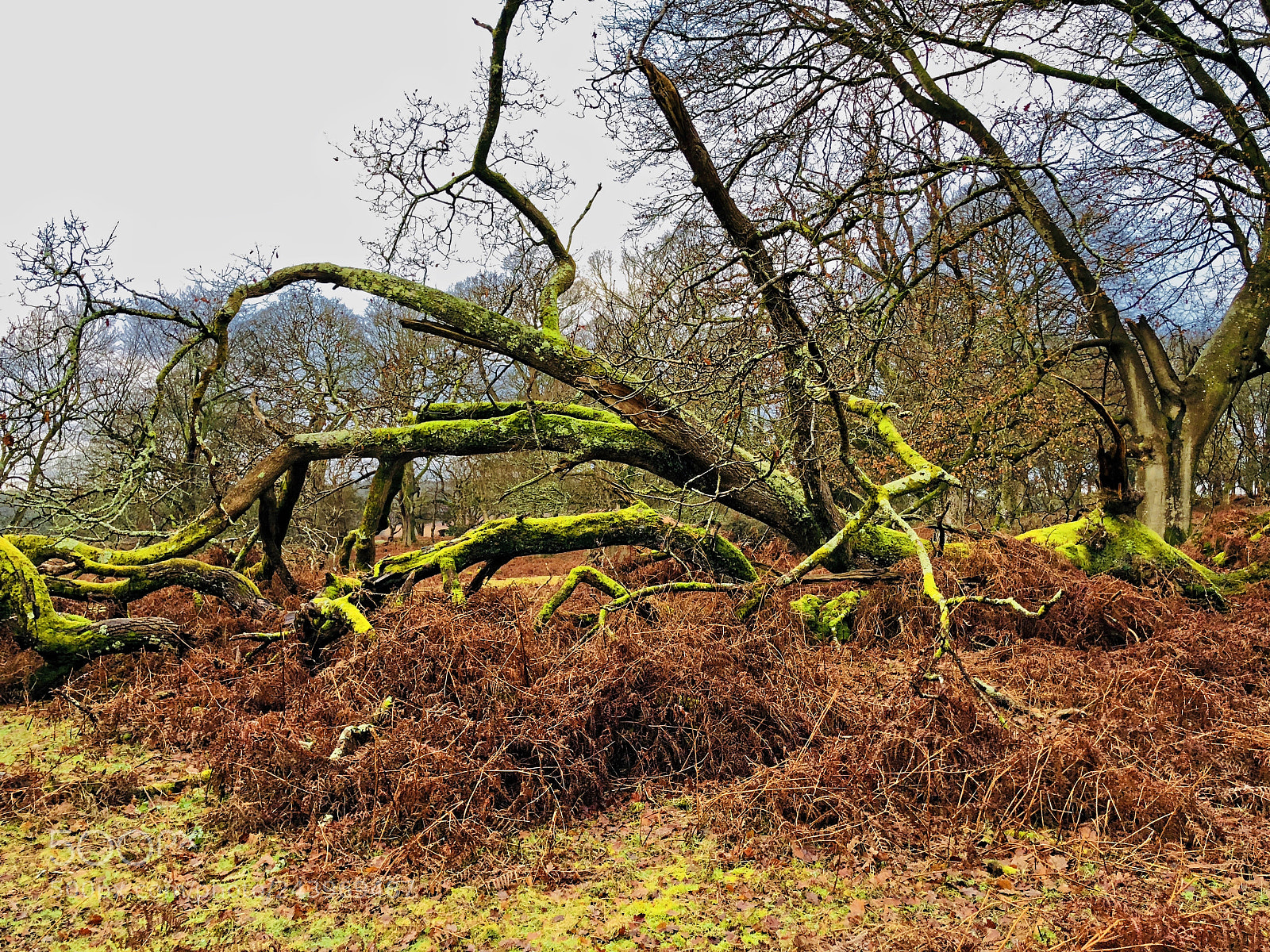 Apple iPhone 8 Plus sample photo. The new forest photography