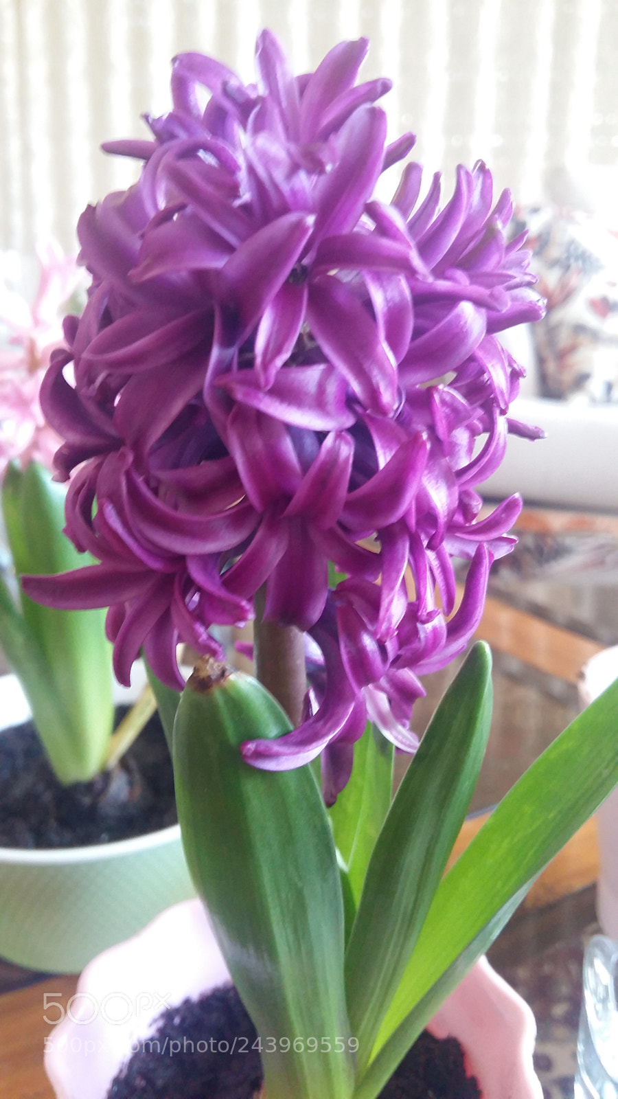 Samsung Galaxy A5 sample photo. Home garden photography