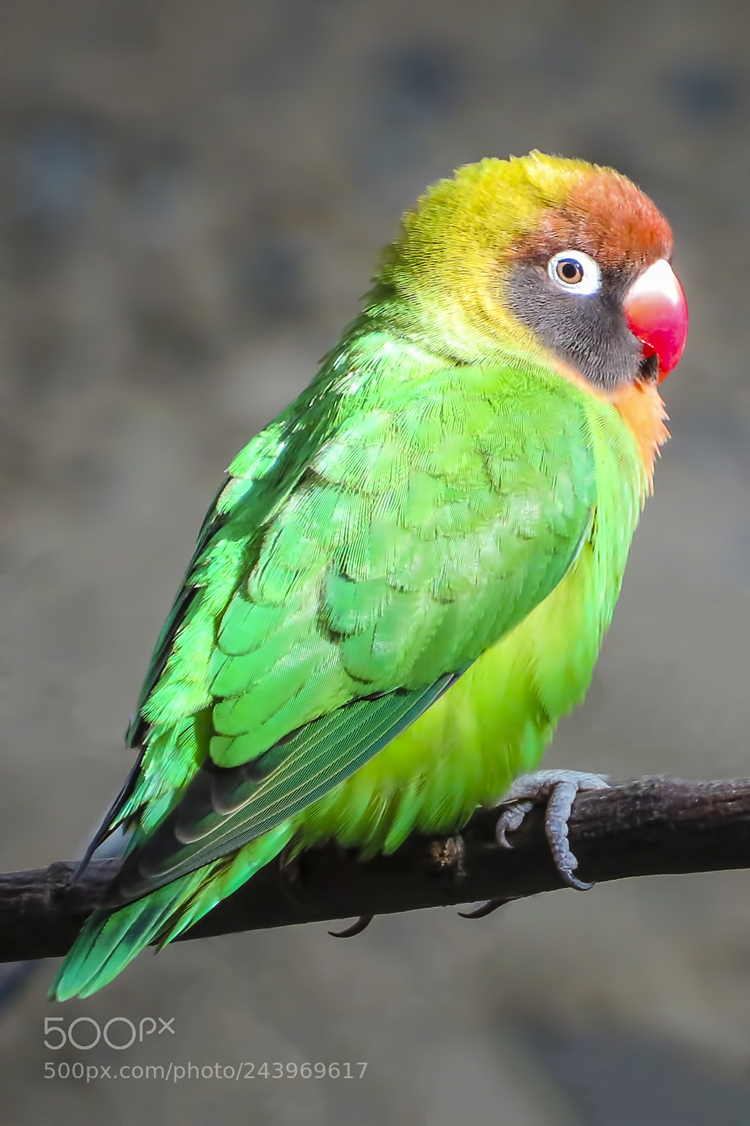 Canon PowerShot SX540 HS sample photo. Close-up of parrot photography