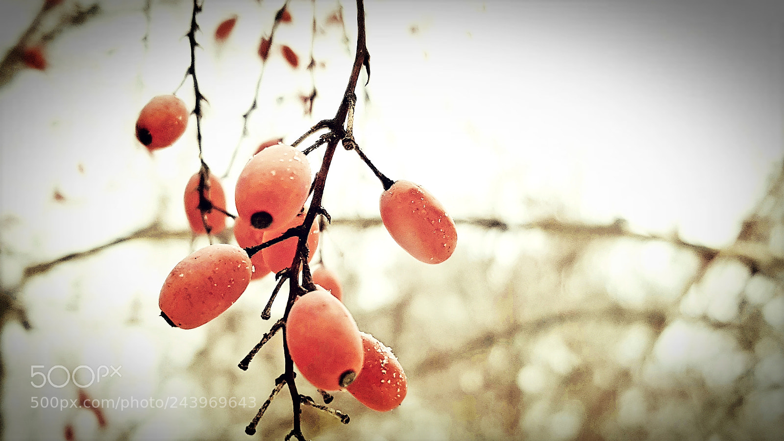 Samsung Galaxy S8+ sample photo. Winter berries photography