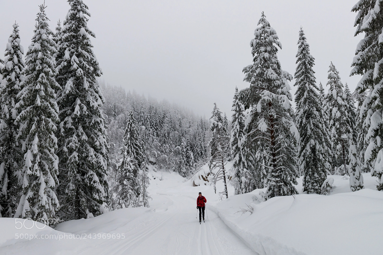 Nikon D800 sample photo. Winter forest photography