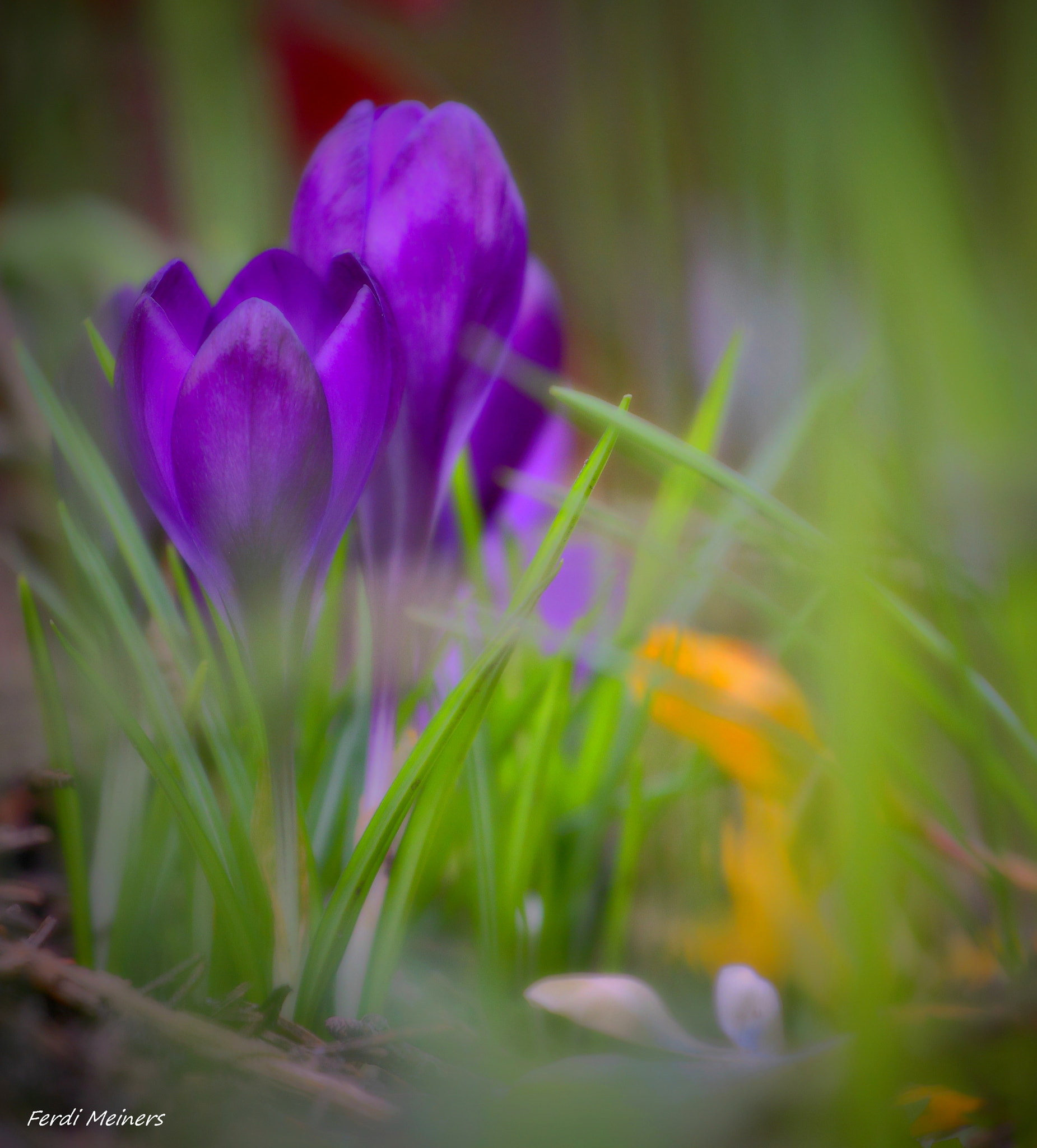 Canon EOS 60D sample photo. Frühling frühling komm bitte schnell!!! photography