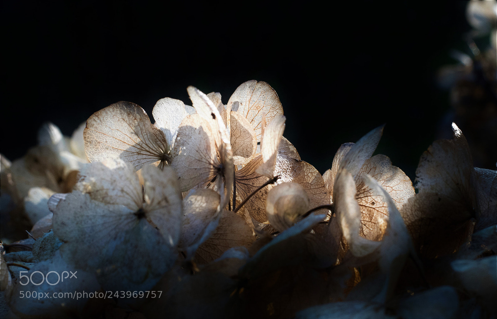 Nikon D500 sample photo. Shadows and light... photography