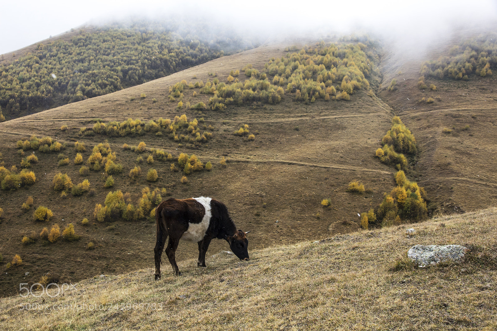 Canon EOS 60D sample photo. Cow in the georgian photography