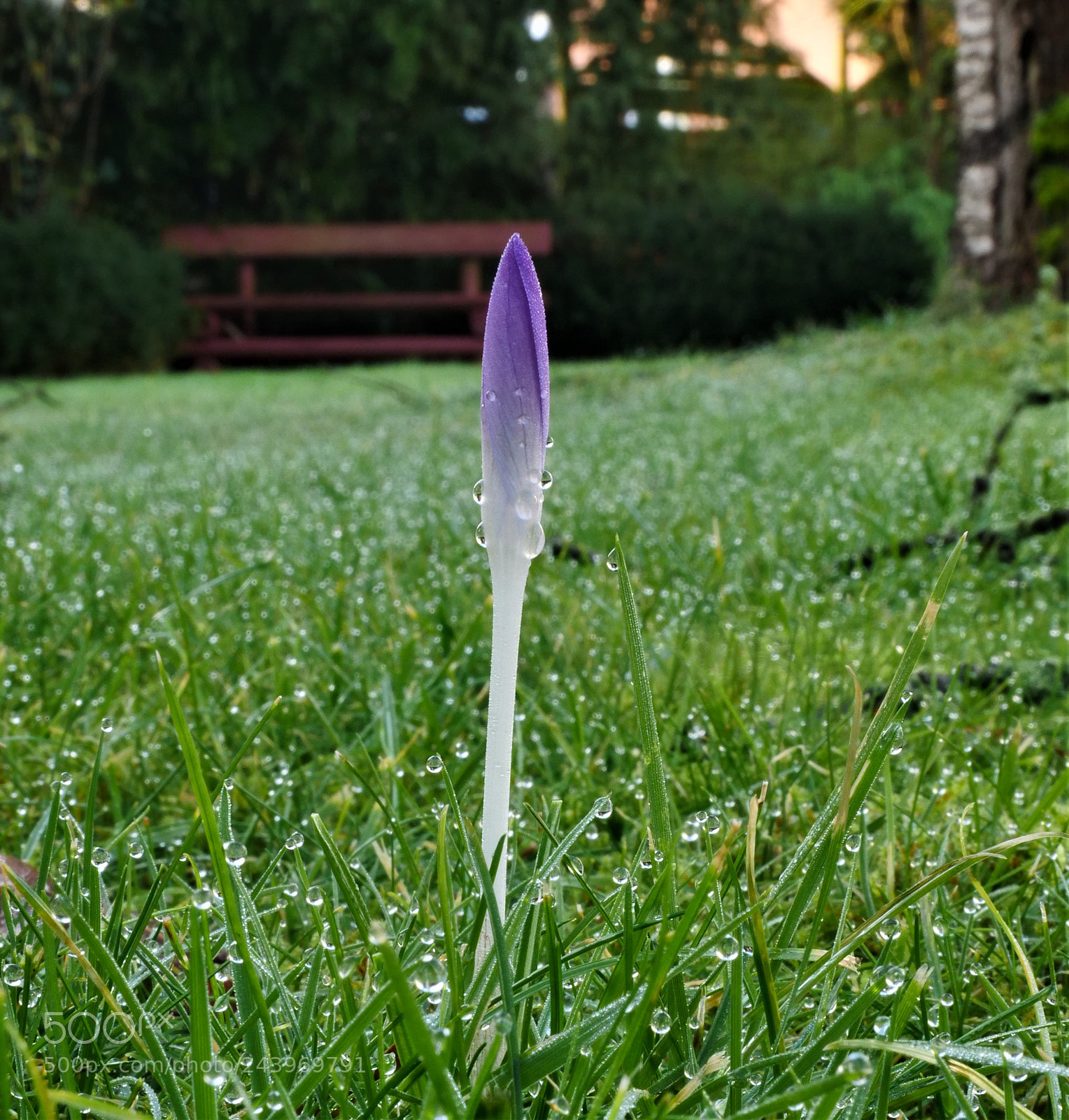 Panasonic Lumix DC-GH5 sample photo. Spring is close photography