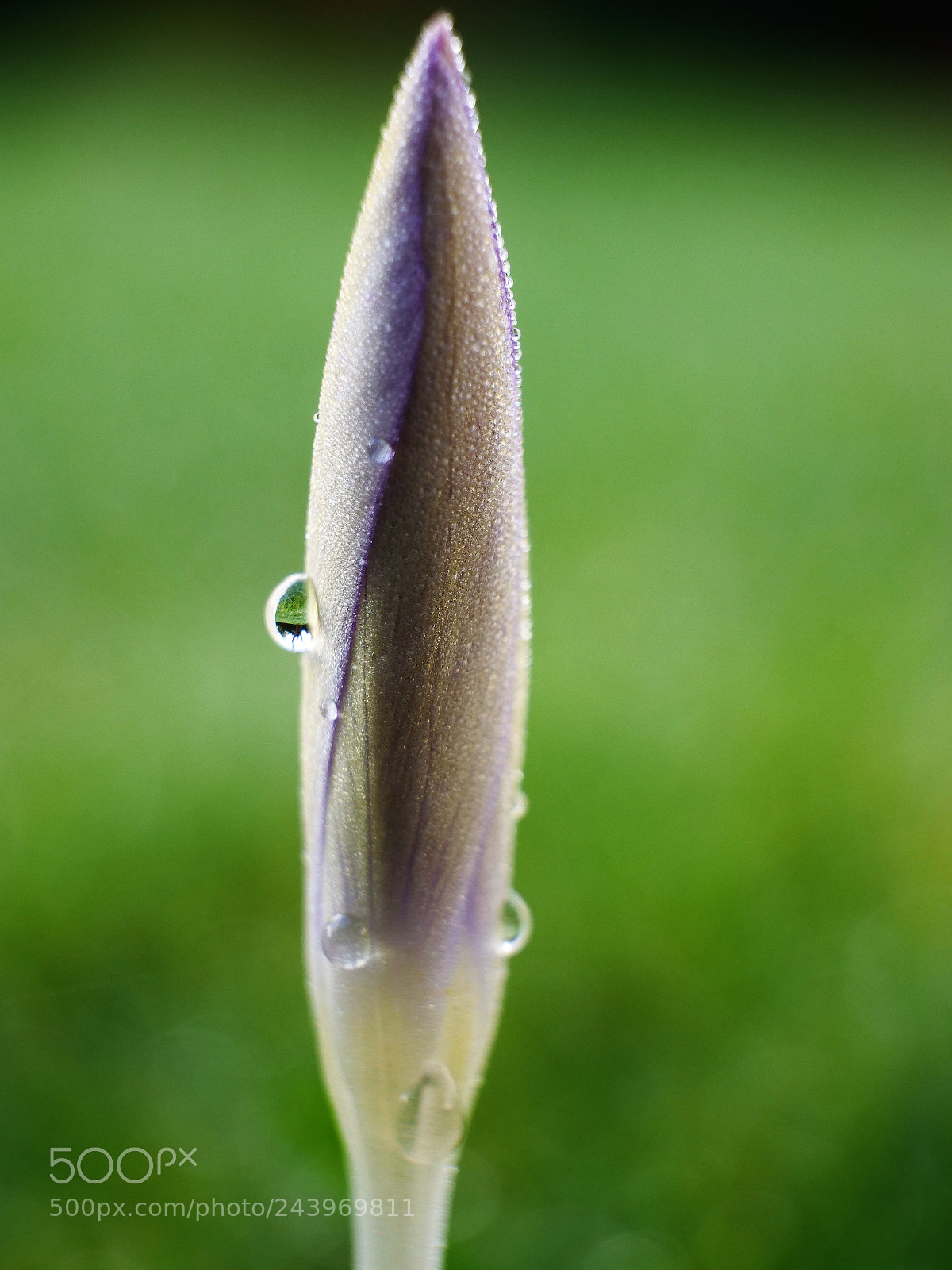 Panasonic Lumix DC-GH5 sample photo. Spring is close photography