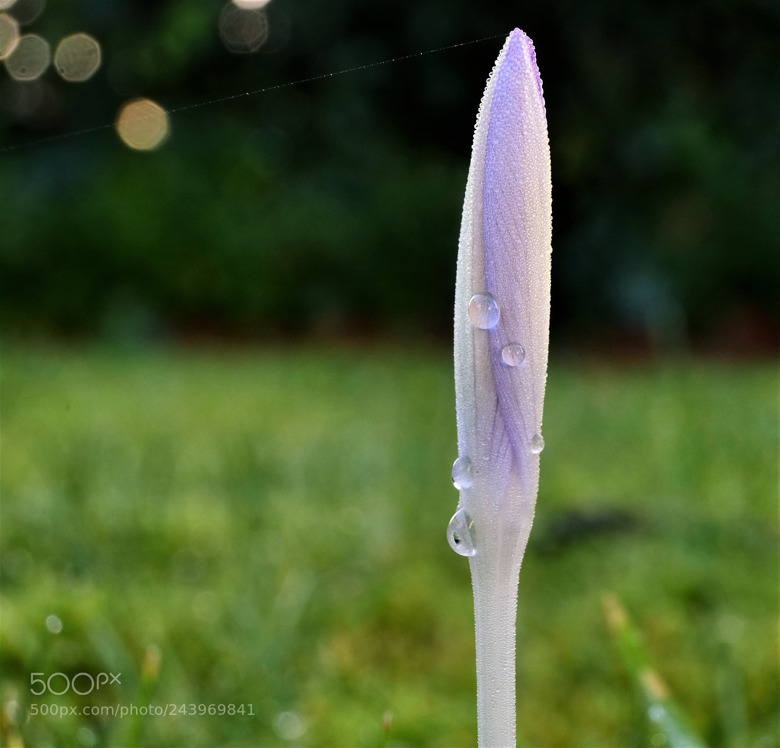 Panasonic Lumix DC-GH5 sample photo. Spring is close photography