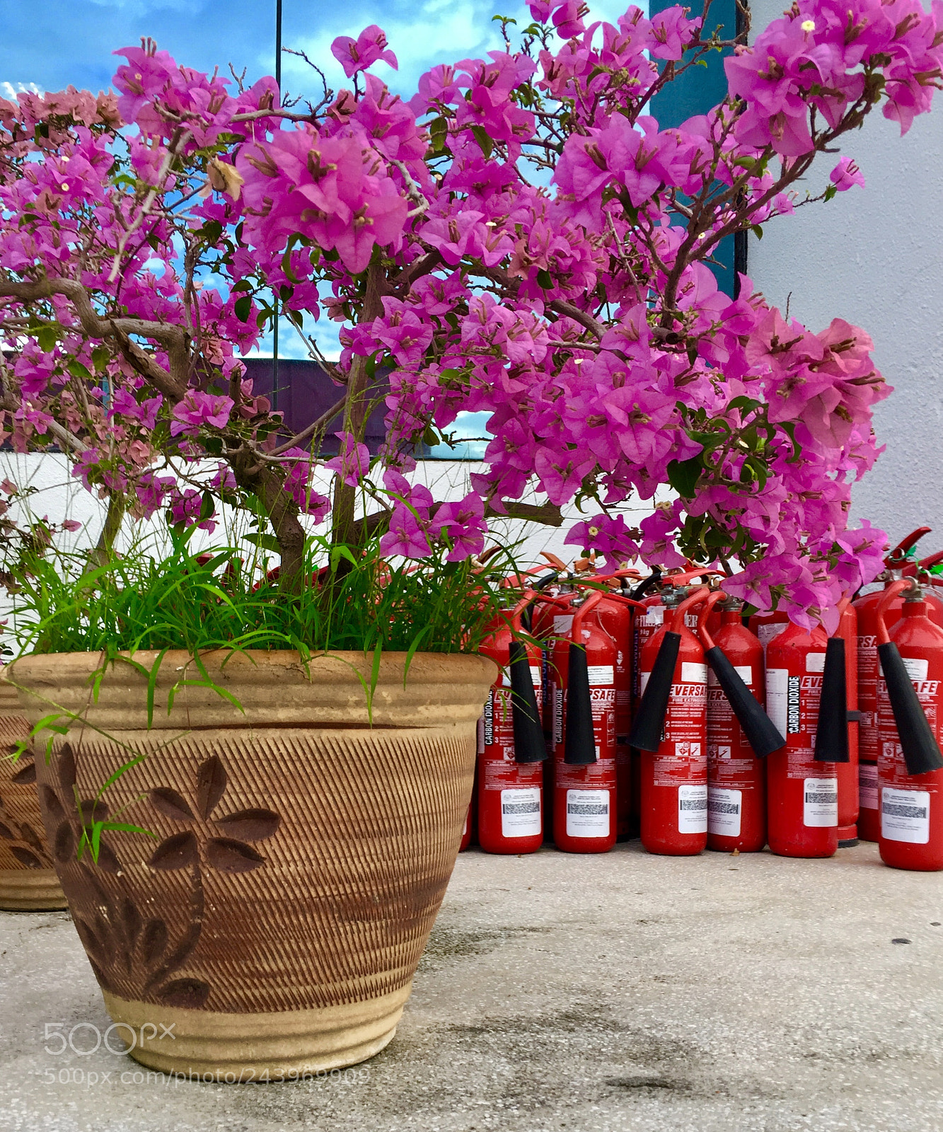 Apple iPhone 6 Plus sample photo. Fire and flowers, penang photography