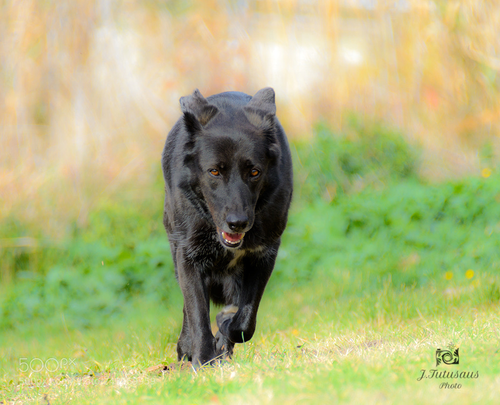 Nikon D7100 sample photo. Fir photography