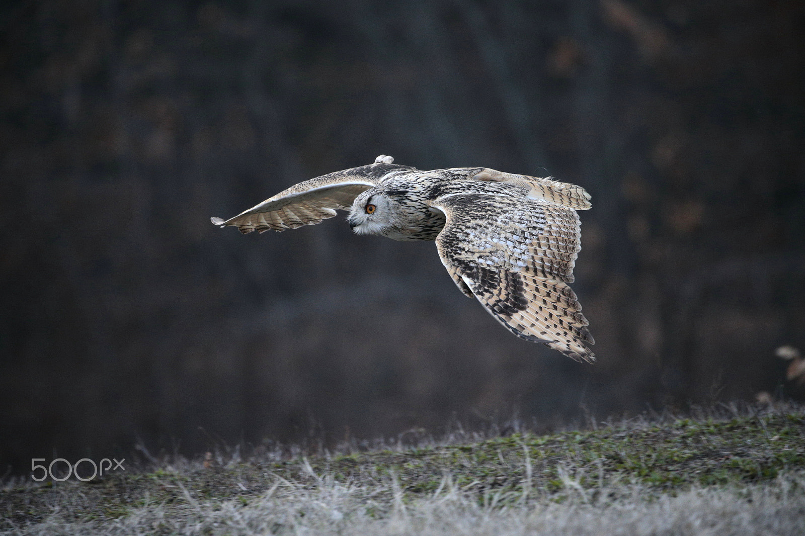 Canon EOS-1D X sample photo. Eagle owl photography