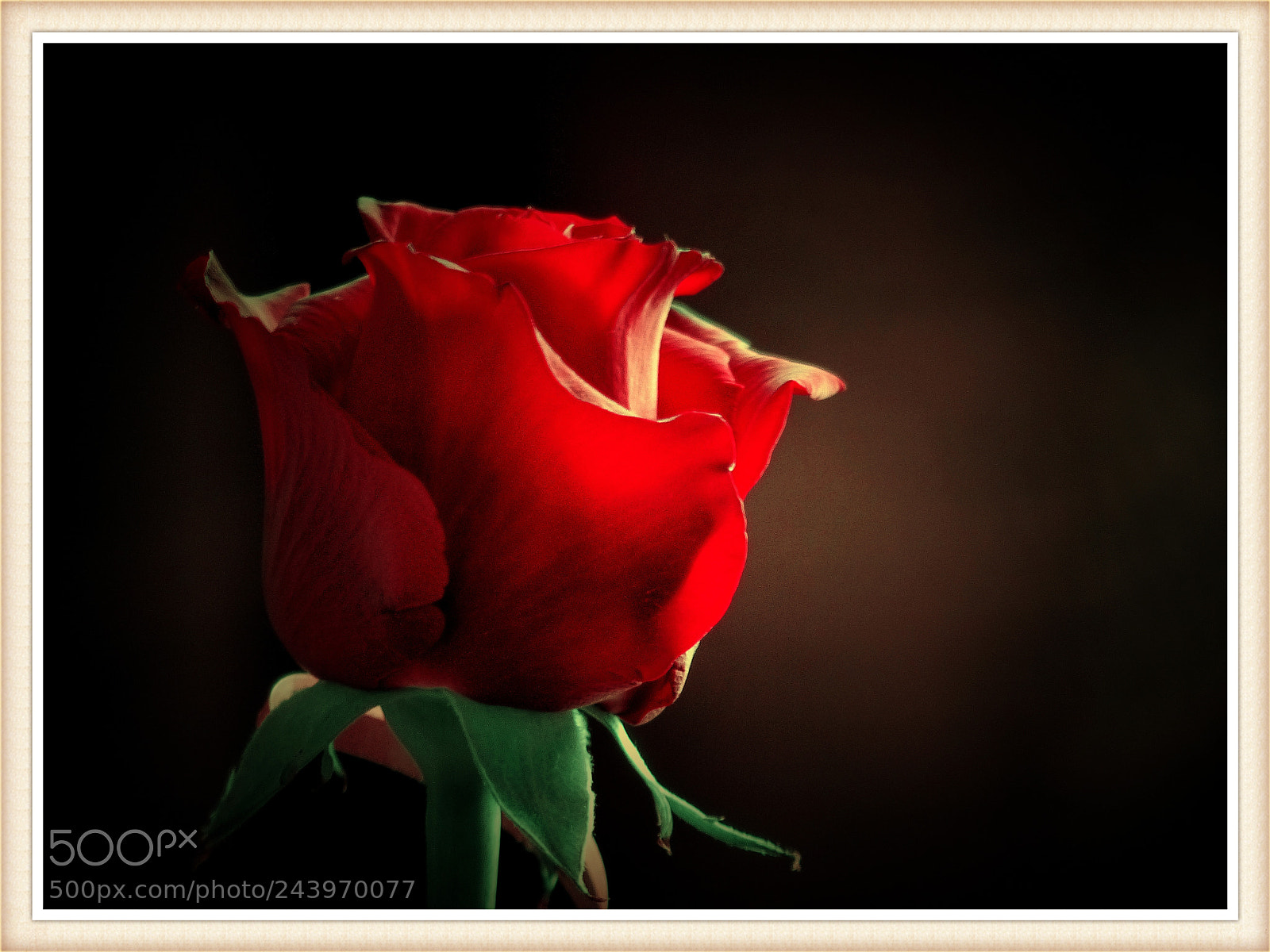 Panasonic Lumix DMC-FZ200 sample photo. Red rose. photography