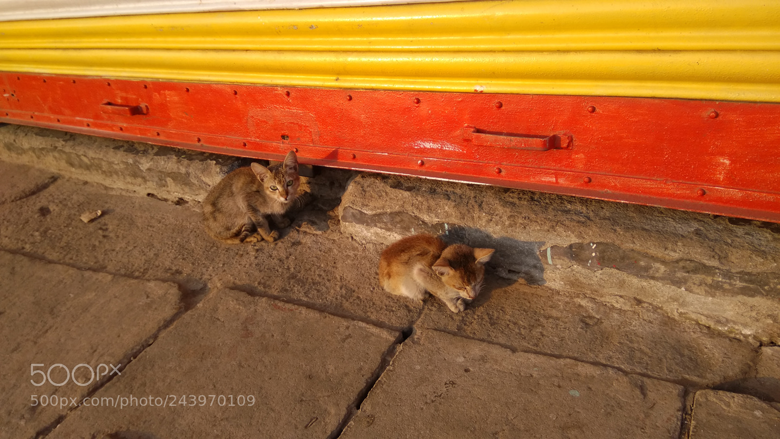 Xiaomi MI MAX sample photo. Kittens in sunshine photography