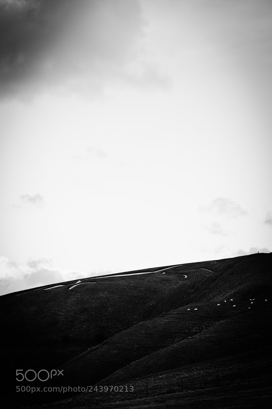 Nikon D3200 sample photo. The white horse in photography